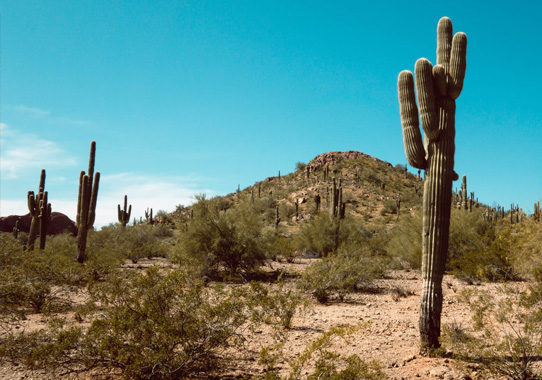 phoenix